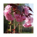 Prunus serrulata 'Royal Burgundy' - cerisiers japonais,