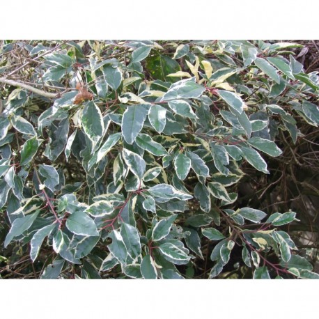 Prunus lusitanica 'Variegata' - Laurier du Portugal panaché