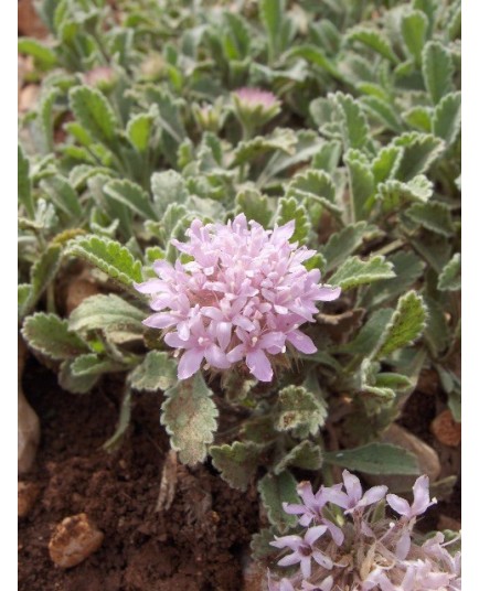 Culture des plantes alpines et de rocaille