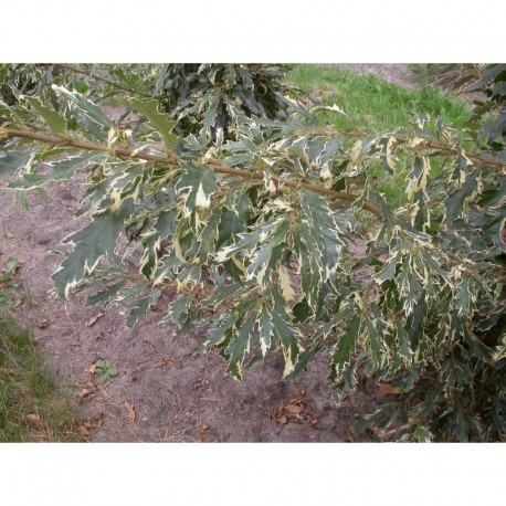 Quercus hispanica x 'Argenteovariegata' - Chêne panaché