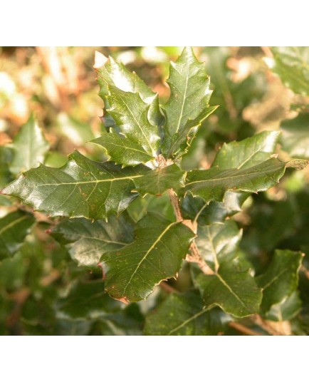 Quercus ilex -chênes verts, yeuses,