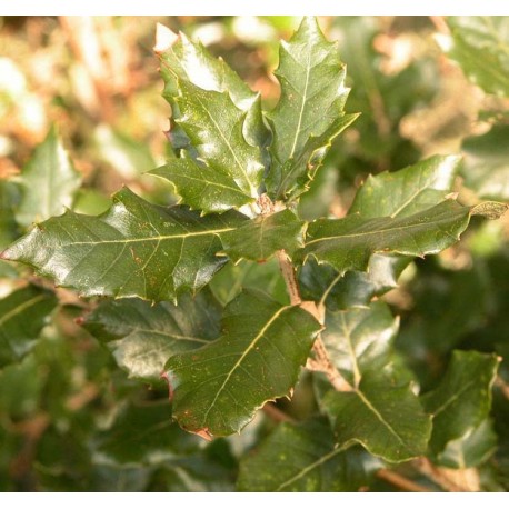 Quercus ilex -chênes verts, yeuses,