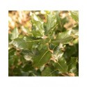 Quercus ilex -chênes verts, yeuses,