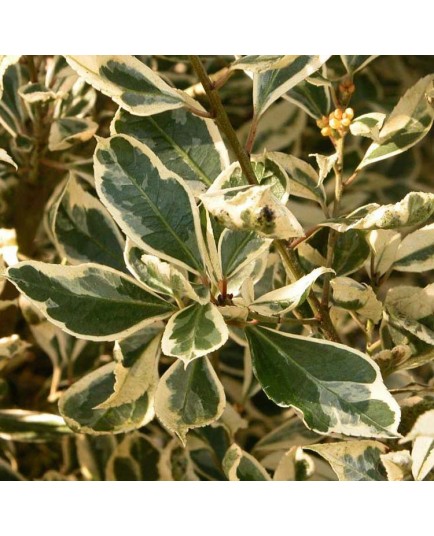 Rhamnus alaternus 'Argenteovariegata' - alaternes, bourdaines,