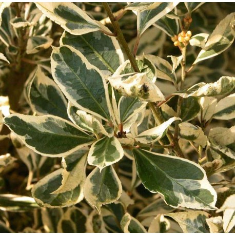 Rhamnus alaternus 'Argenteovariegata' - alaternes, bourdaines,