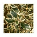 Rhamnus alaternus 'Argenteovariegata' - alaternes, bourdaines,