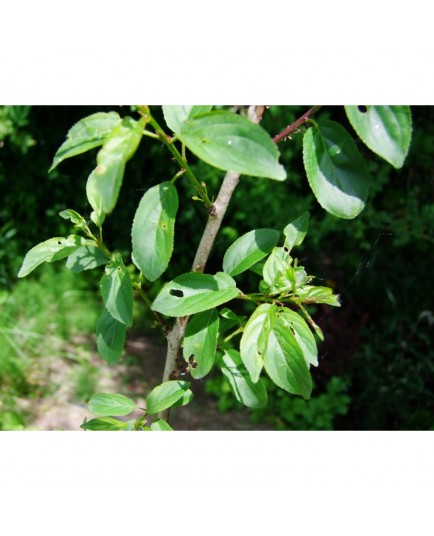 Rhamnus cathartica - Nerprun purgatif