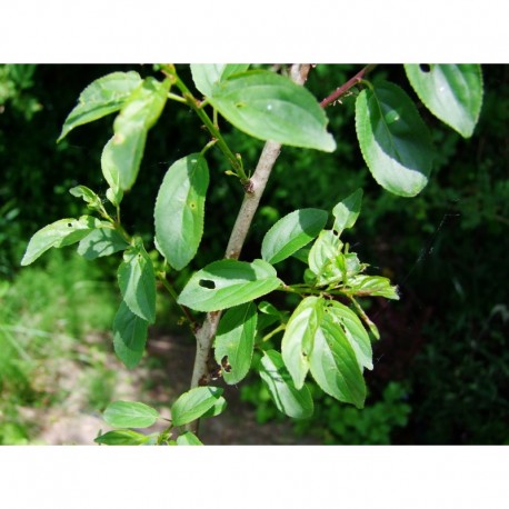 Rhamnus cathartica - Nerprun purgatif