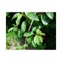 Rhamnus cathartica - Nerprun purgatif