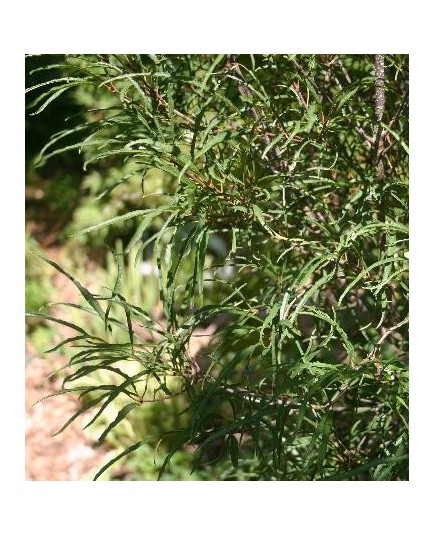 Frangula alnus 'Aspleniifolia' - Bourdaine à feuille laciniée