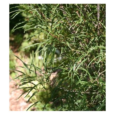 Frangula alnus 'Aspleniifolia' - Bourdaine à feuille laciniée