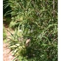Rhamnus frangula 'Aspleniifolia' - Bourdaine à feuille laciniée