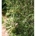 Frangula alnus 'Aspleniifolia' - Bourdaine à feuille laciniée