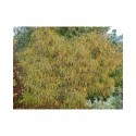 Rhamnus frangula 'Aspleniifolia' - Bourdaine à feuille laciniée