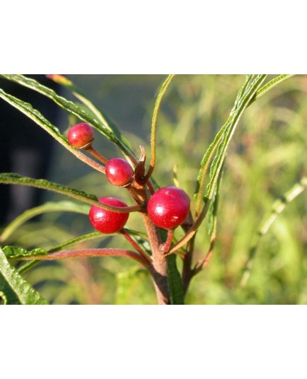 Frangula alnus 'Fine Line'® - bourdaine