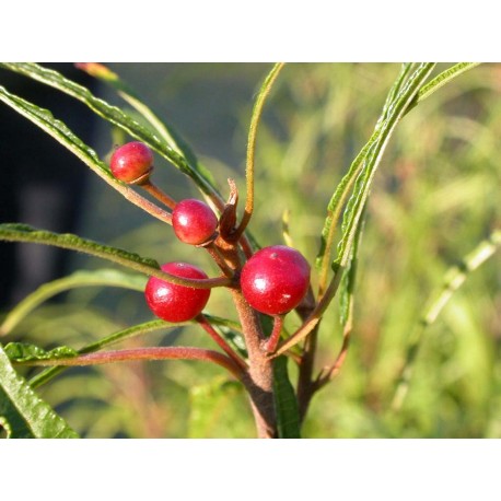 Frangula alnus 'Fine Line'® - bourdaine