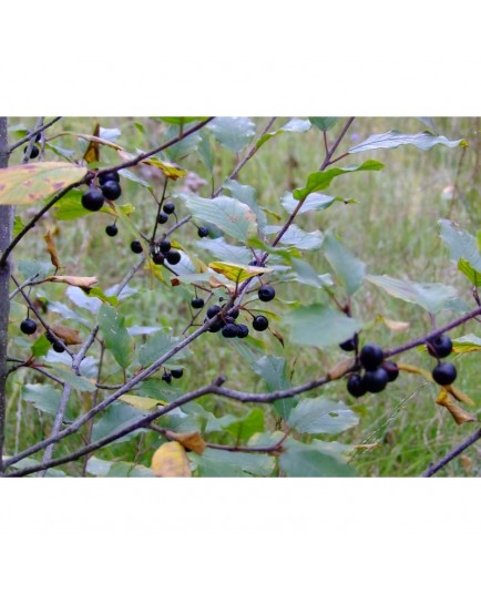 Frangula alnus - Bourdaine commune