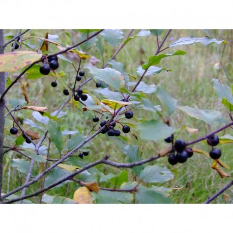 Rhamnus frangula - Bourdaine commune
