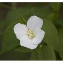 Rhodotypos scandens