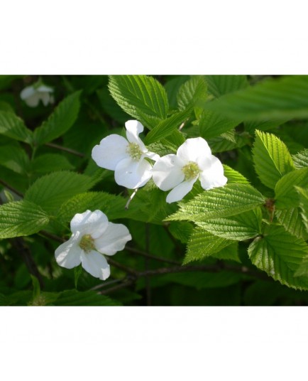 Rhodotypos scandens