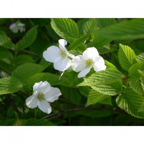 Rhodotypos scandens