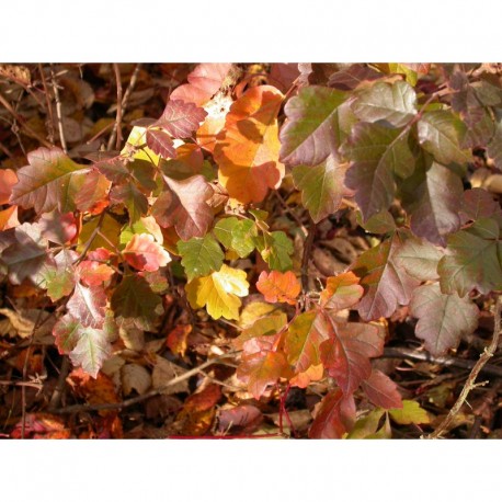 Rhus aromatica - sumac aromatique