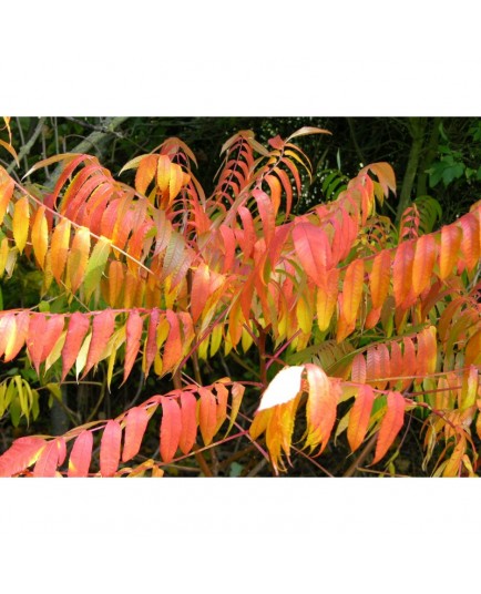 Rhus glabra - sumac