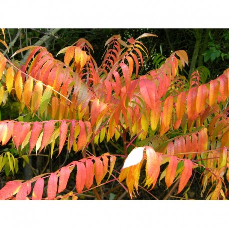 Rhus glabra - sumac