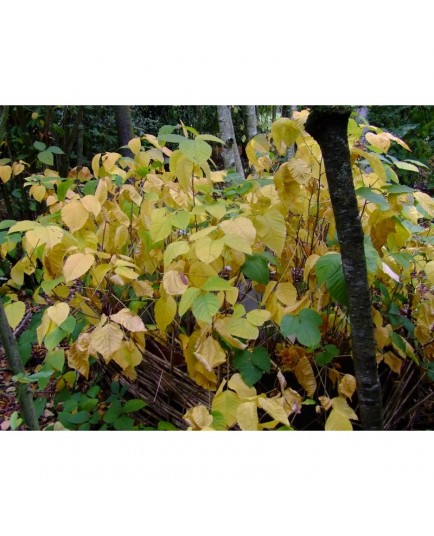 Rhus radicans - herbe à puces