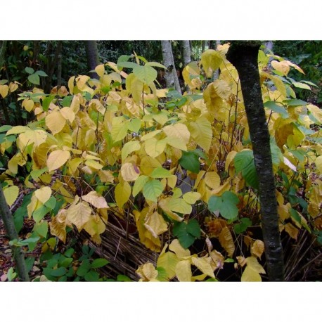 Rhus radicans - herbe à puces