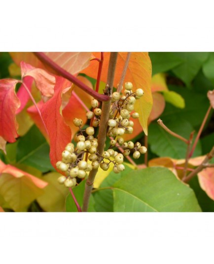 Rhus radicans subsp. rydbergii - sumac toxique, herbe à puces,