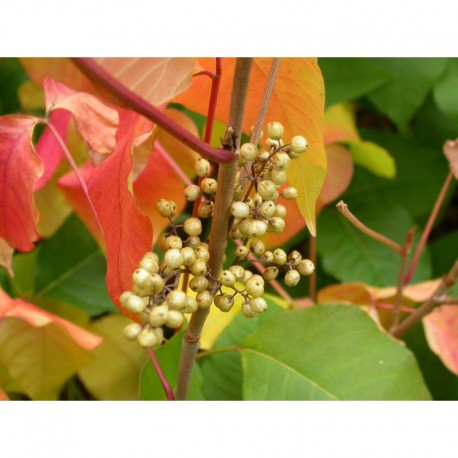 Rhus radicans subsp. rydbergii - sumac toxique, herbe à puces,