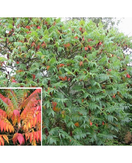 Rhus typhina - sumacs de Virginie,