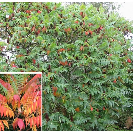 Rhus typhina - sumacs de Virginie,