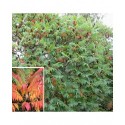 Rhus typhina - sumacs de Virginie,