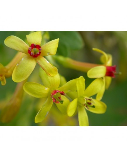 Ribes aureum -Groseiller doré ou groseiller odorant