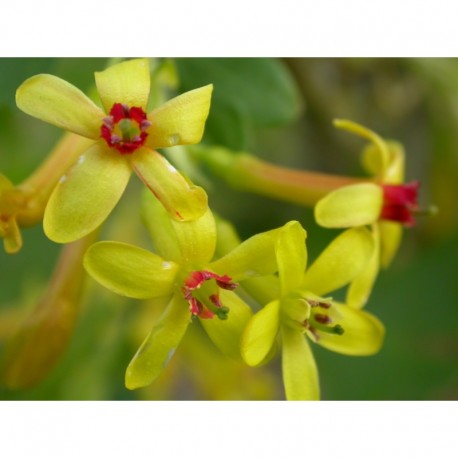 Ribes aureum -Groseiller doré ou groseiller odorant