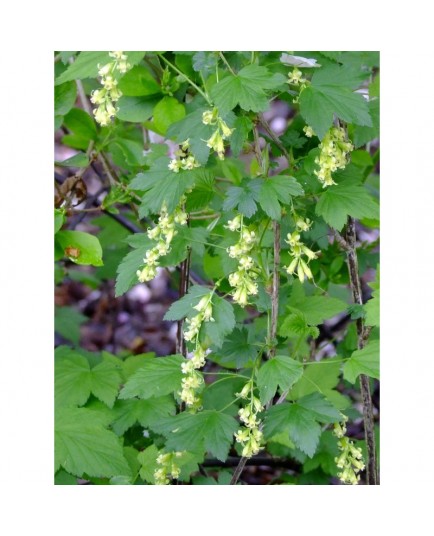 Ribes fasciculatum var.chinense - groseiller fleurs