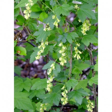 Ribes fasciculatum var.chinense - groseiller fleurs