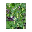 Ribes fasciculatum var.chinense - groseiller fleurs