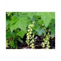 Ribes fasciculatum var.chinense - groseiller fleurs