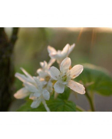 Ribes glutinosum - Groseiller blanc