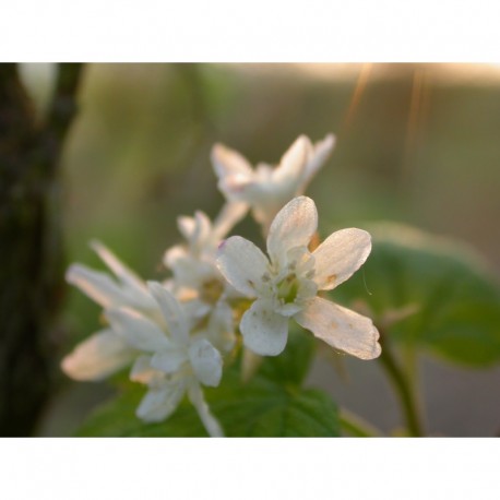 Ribes glutinosum - Groseiller blanc