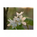 Ribes glutinosum - Groseiller blanc