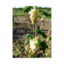 Ribes glutinosum - Groseiller blanc