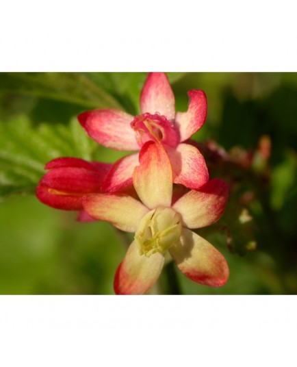 Ribes gordonianum x - groseilliers à fleurs,