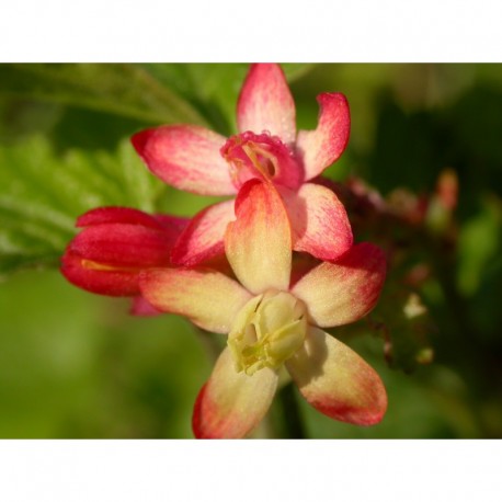 Ribes gordonianum x - groseilliers à fleurs,