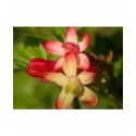 Ribes gordonianum x - groseilliers à fleurs,