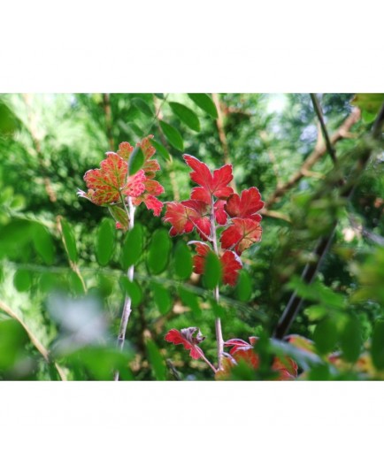 Ribes hirtellum - groseiller épineux