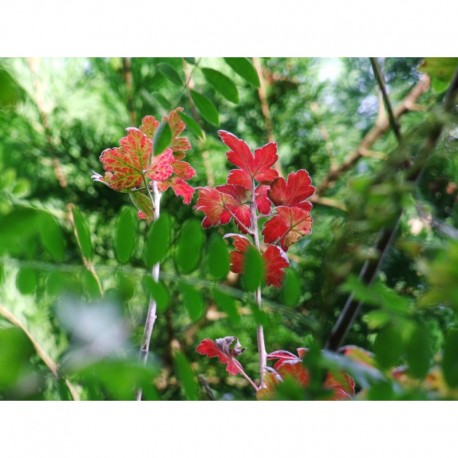 Ribes hirtellum - groseiller épineux